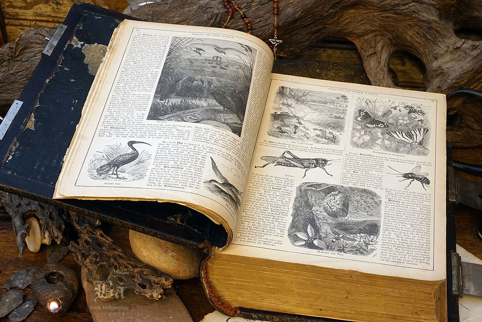 Thumbnail: 1890 Parallel Family Holy Bible w/ 2000 Illustrations & Apocrypha