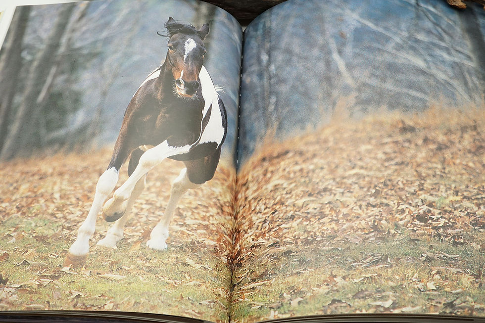 Thumbnail: "Horse, Follow Closely - Native American Horsemanship " GaWaNi Pony Boy - 1998
