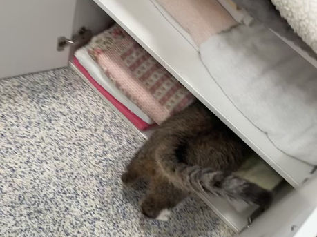 Lisa and cats – the purrrfect volunteer match