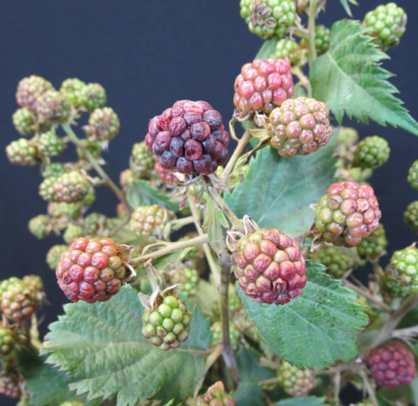 blackberries