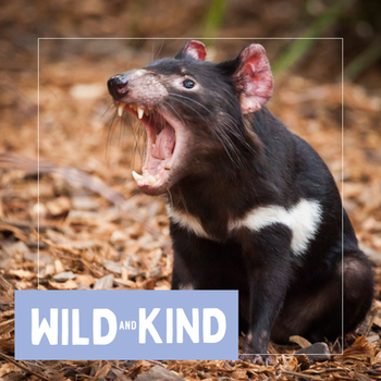 A yawning tasmanian devil