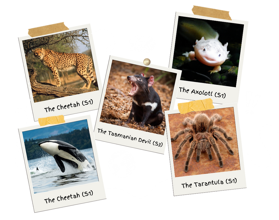 WildKindEpisodes_edited.png