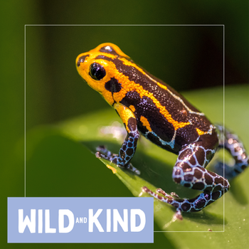 A mimic poison frog