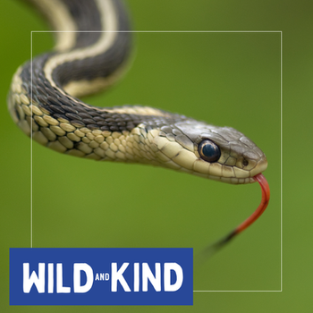 a garter snake with the wild and kind logo
