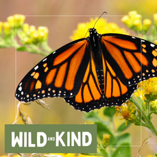 a monarch butterfly with the wild and kind logo