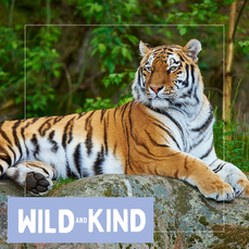 A tiger lounging