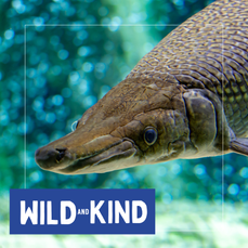 An alligator gar
