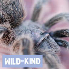 An up close view of a tarantula