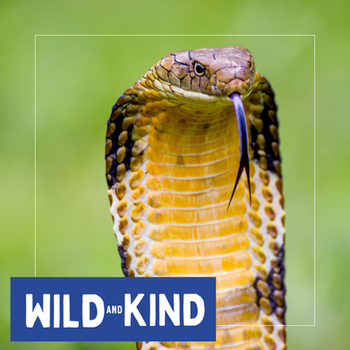A king cobra with its tongue out