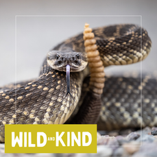 A rattlesnake staring at the camera