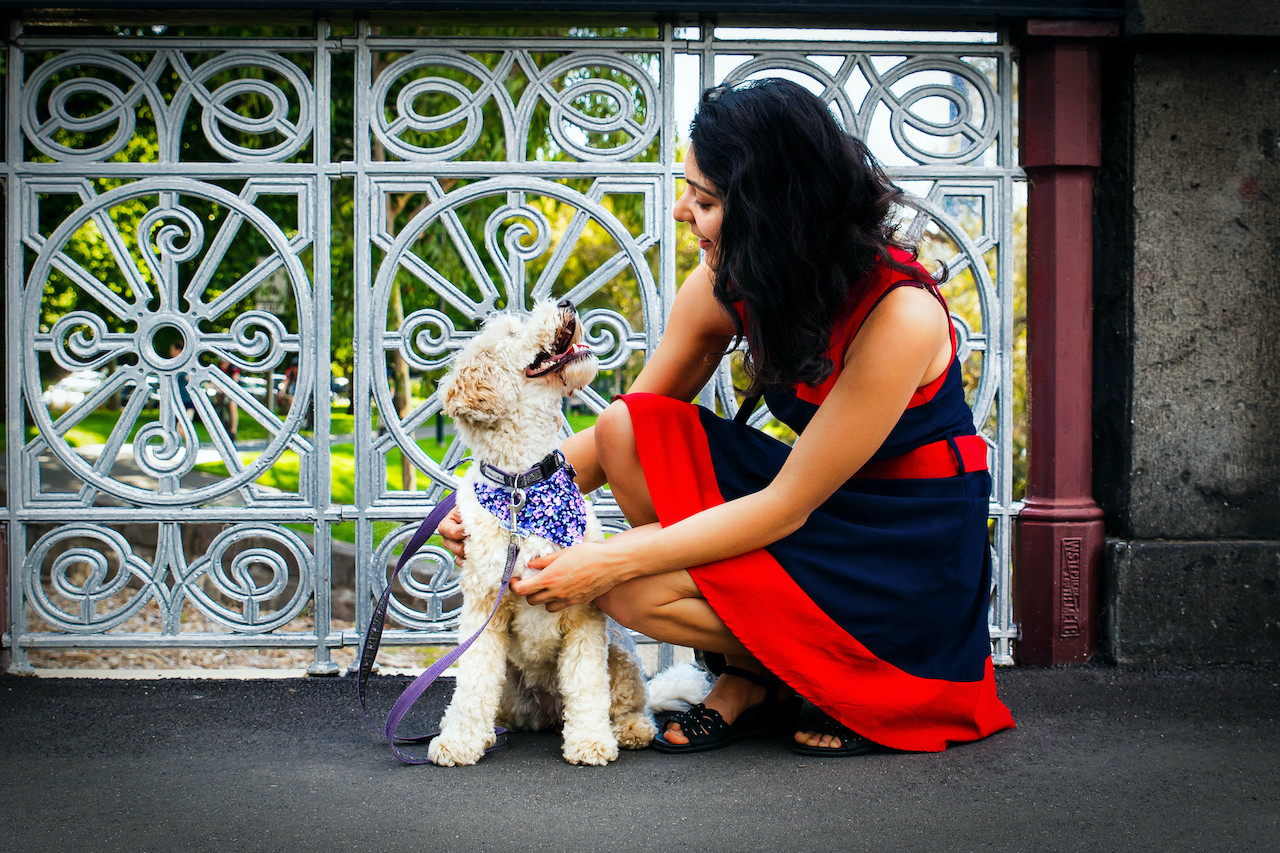 Dog Training Melbourne Australia Puppy Professor Melbourne