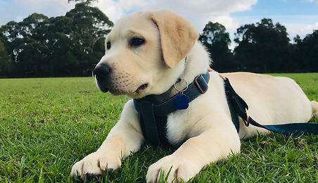 training while you work puppy socialisation home visits faster results dog training or busy people get result fast fix problems while you work train your best dog easy relax professional training fast results