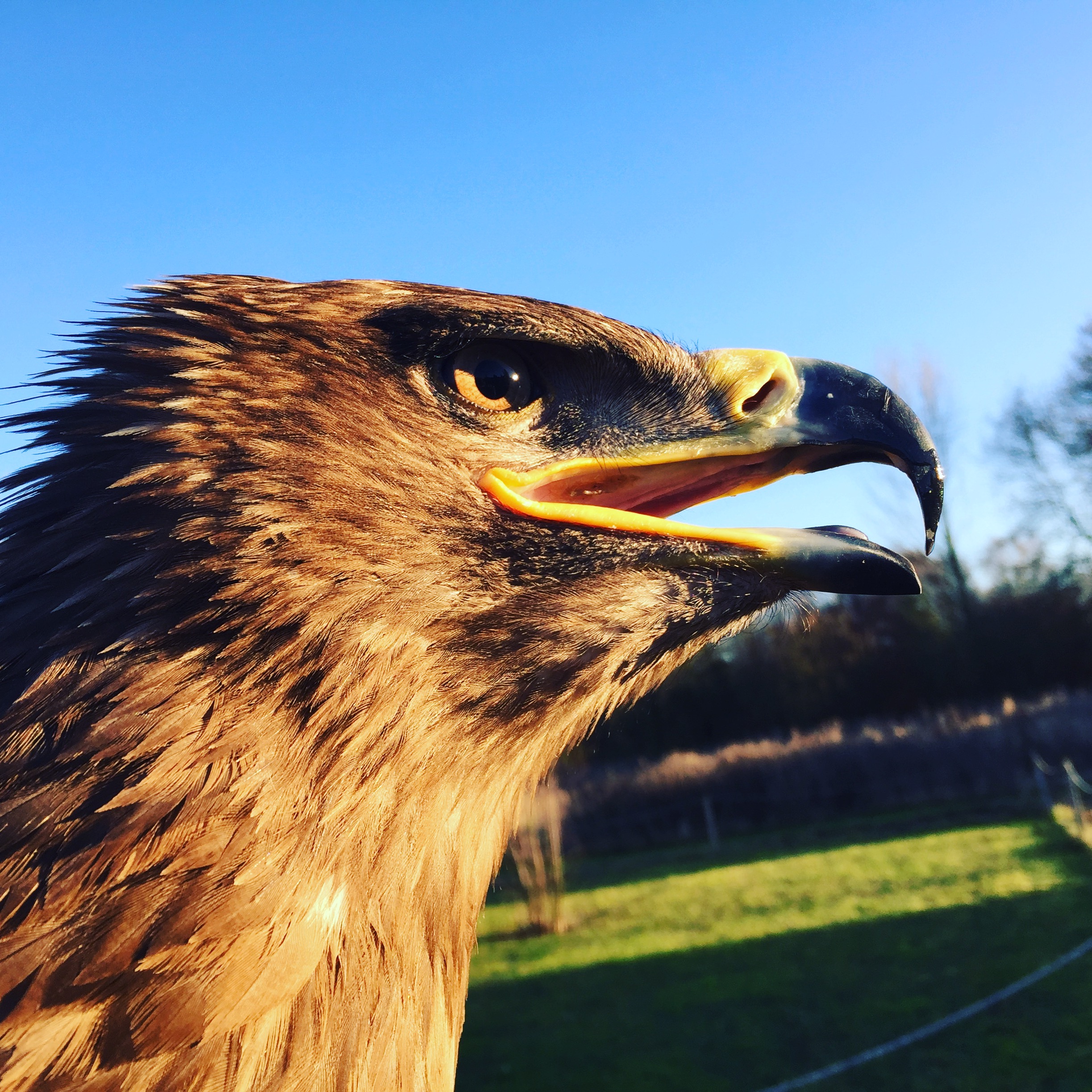 Steppe Eagle Profile