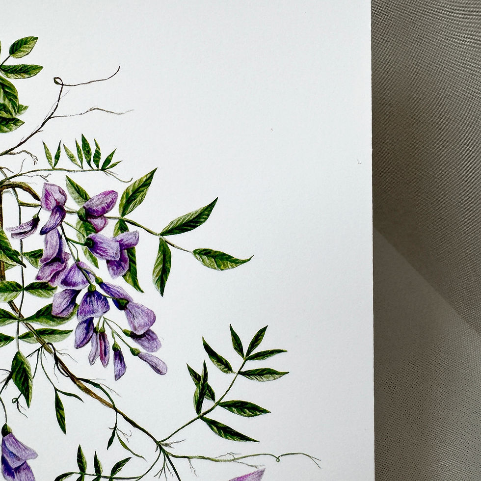 Miniatură: Felicitare - Wisteria