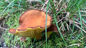 秋の訪れを感じながら🍄感染症への備え