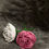 Miniaturbild: Rose