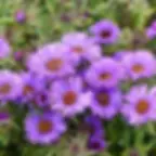 Aster Purple Dome