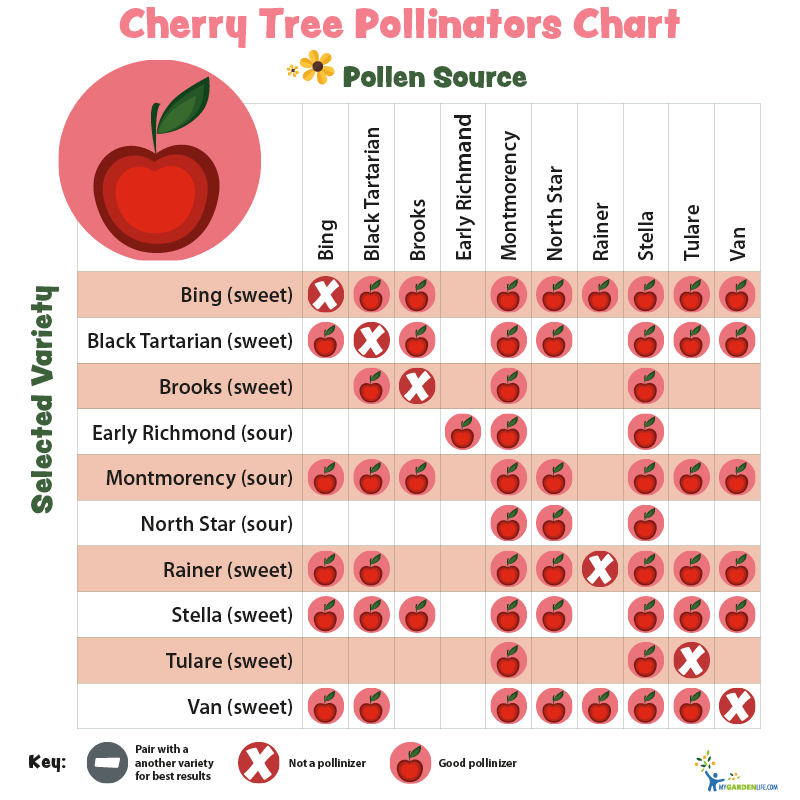 Thumbnail: Cherry Stella