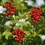 Thumbnail: Viburnum Cranberrybush