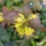 Diervilla Kodiak Black