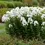 Thumbnail: Phlox David