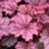 Thumbnail: Heuchera Berry Smoothie
