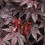Thumbnail: Japanese Maple Bloodgood