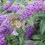 Thumbnail: Butterfly Bush Purple Haze