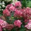 Thumbnail: Hydrangea Firelight