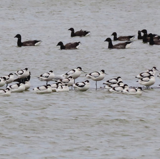 Brent Geese and Avocets