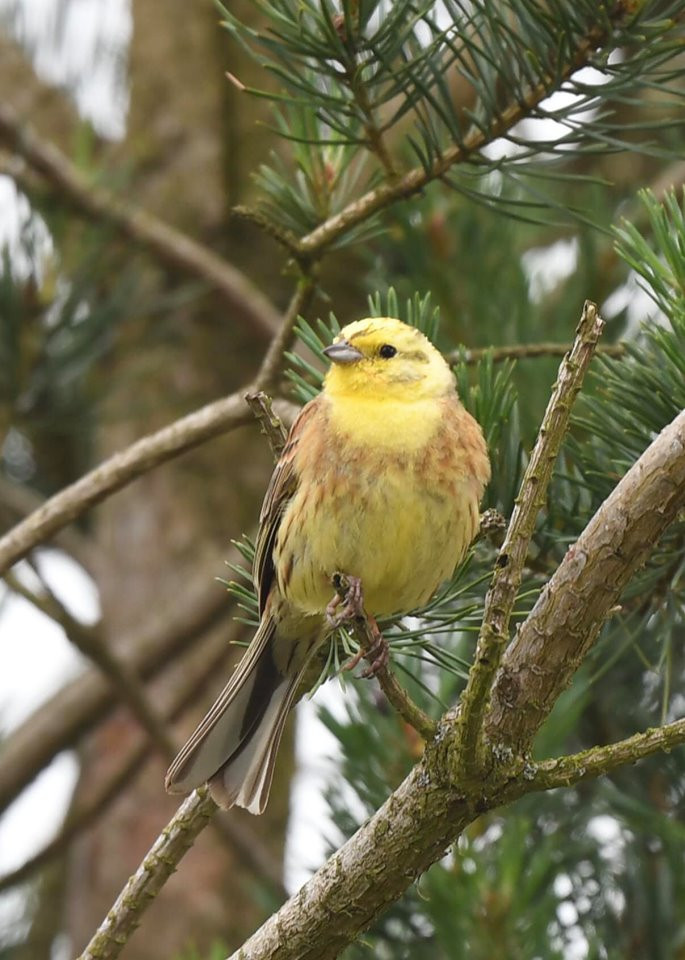 Yellowhammer (Chris Piper)