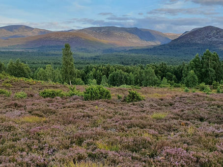 Heather Moorland of the Cairngorms National Park