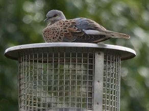 Turtle Dove - Farne Islands