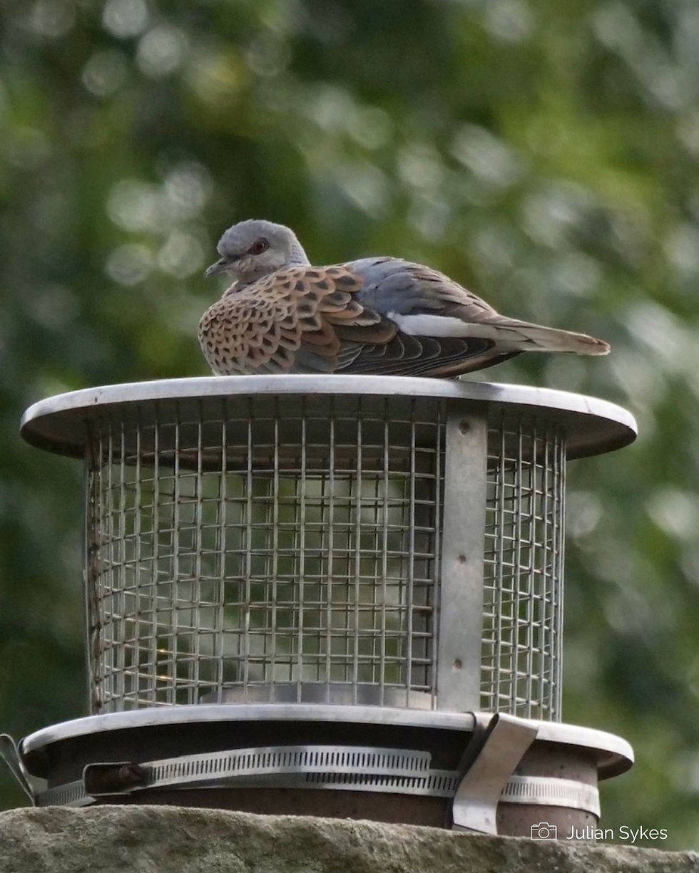 Turtle Dove - Farne Islands