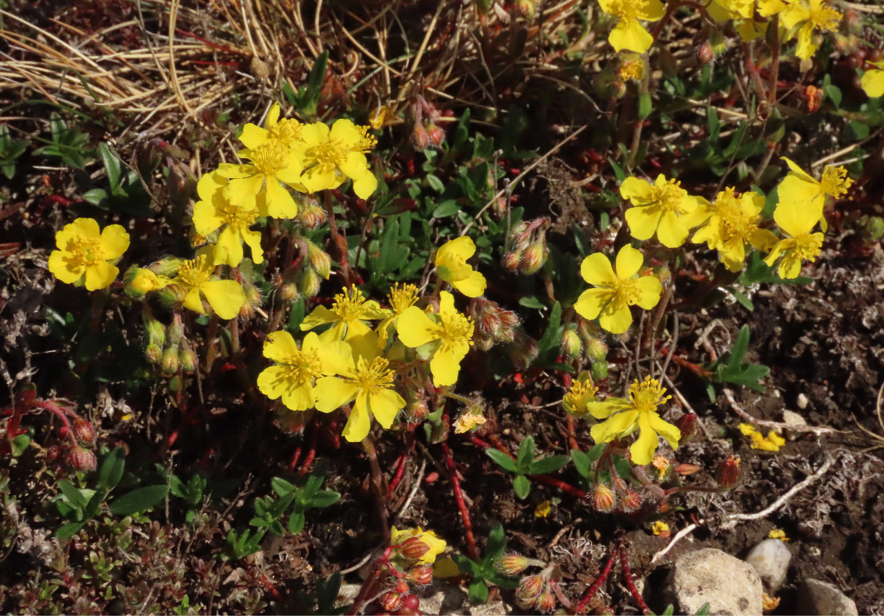 Hoary Rockrose - Roy Atkins