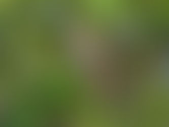 New Year, New Birding….