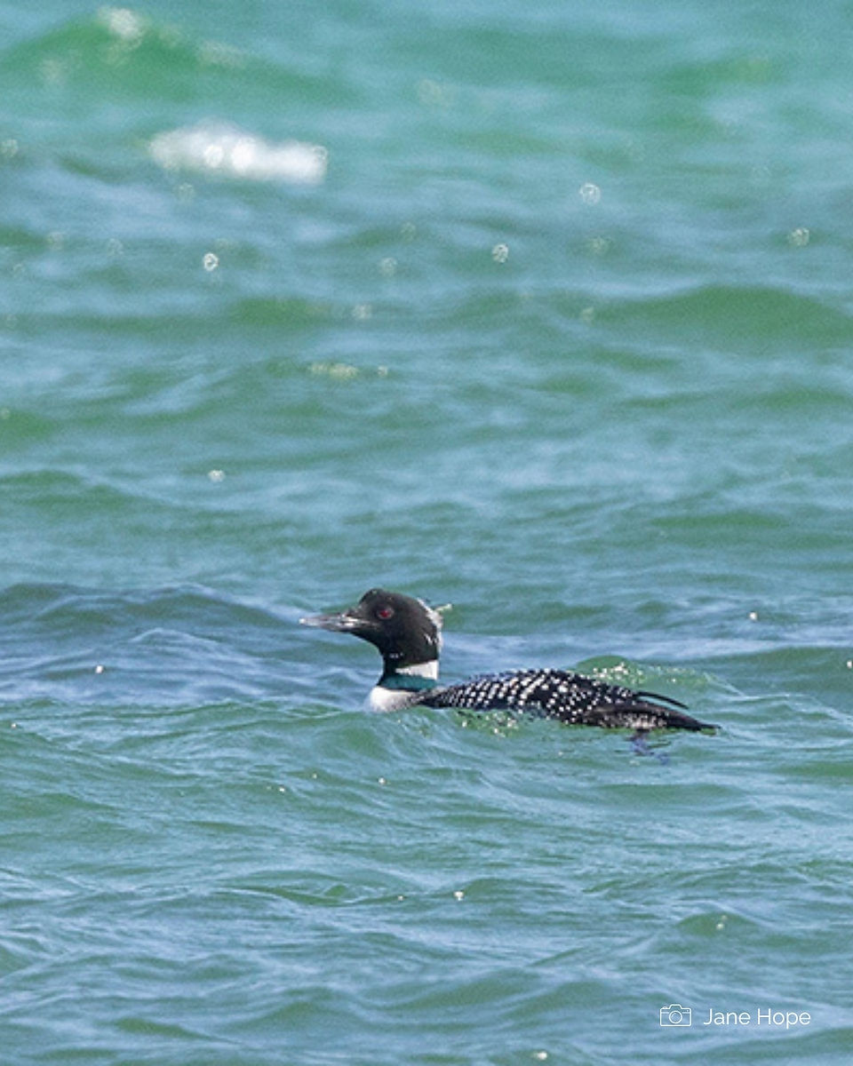 Great Northern Diver - Jane Hope