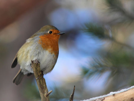 Garden Wildlife and the Big Garden Birdwatch