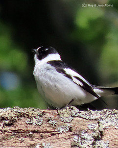 Collared Flycatcher