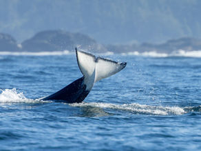 Orca tail breaking the surface of the sea