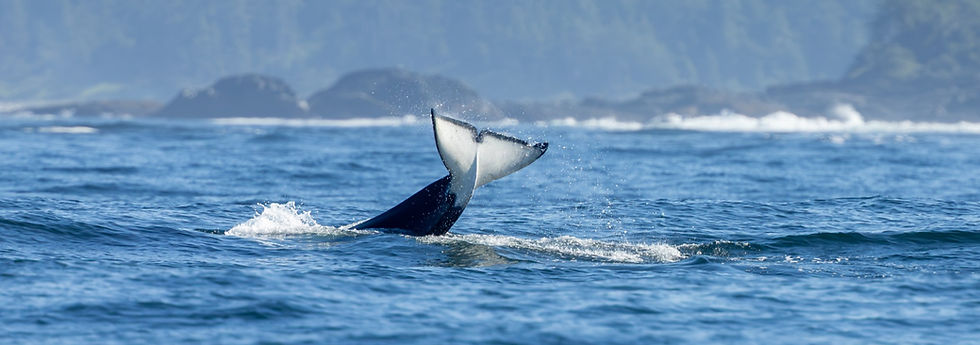 Orca Whale tail fluke splashes above blue ocean with misty islands in the background.
