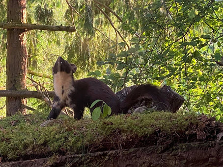 Precarious Pine Martens