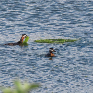 Red-necked Grebe - Roy Atkins