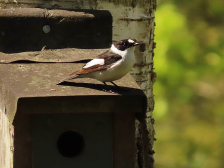 Collared Flycatcher