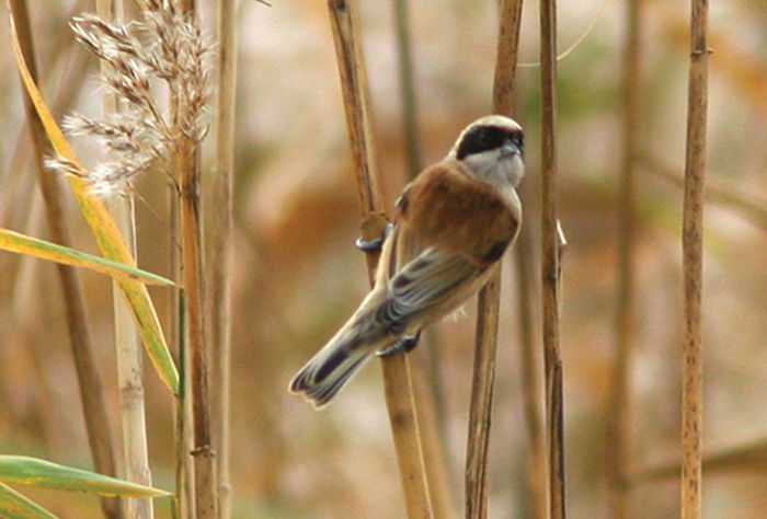 Penduline Tit on reeds