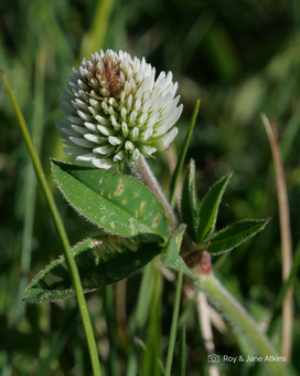 Mountain Clover