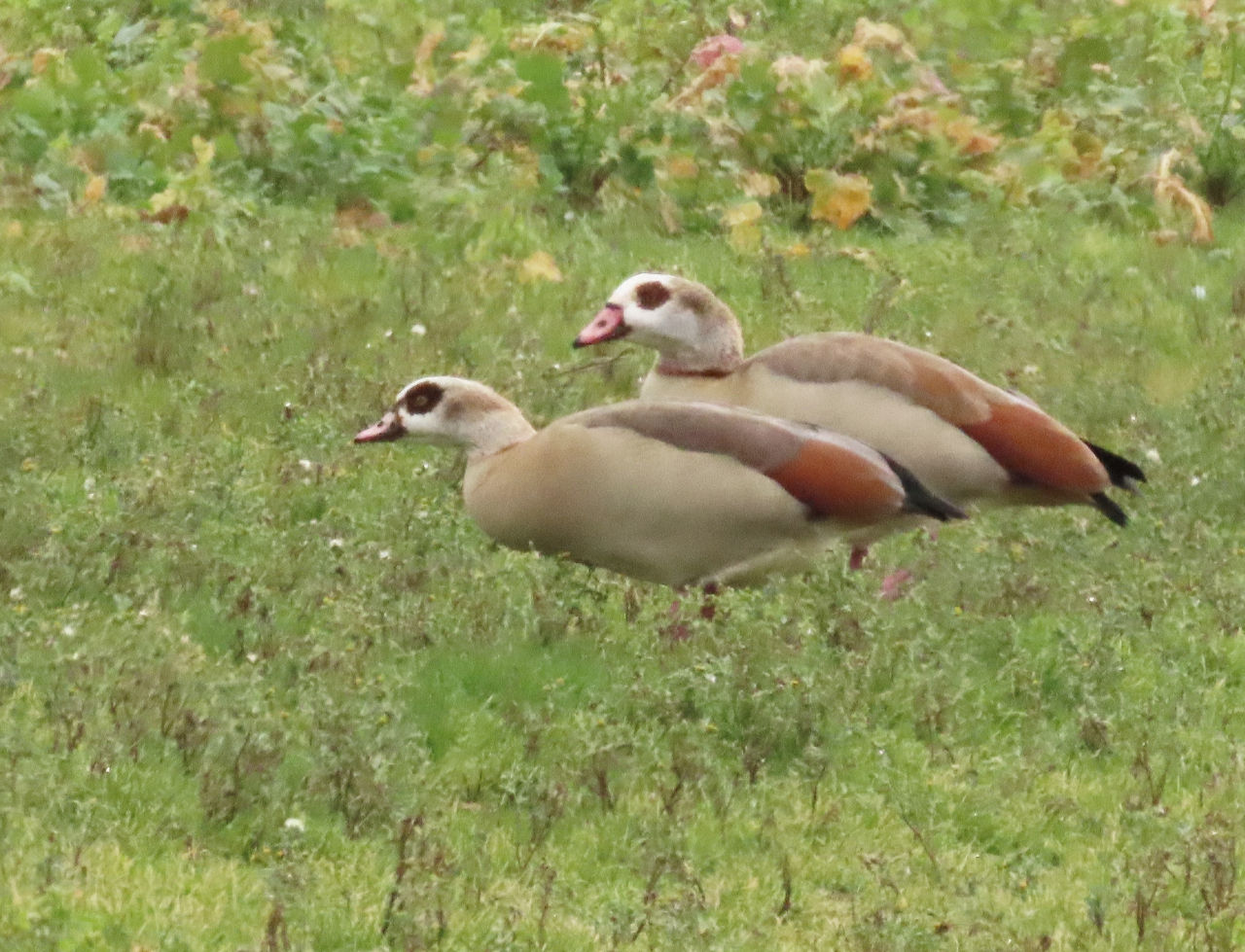 Egyptian Geese