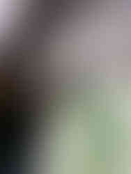 Spotted Flycatcher