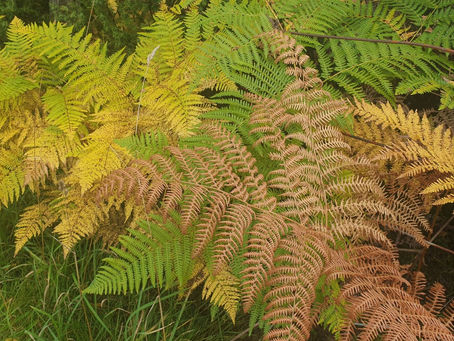 September in the Cairngorms