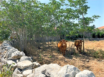 Hyblaean countryside